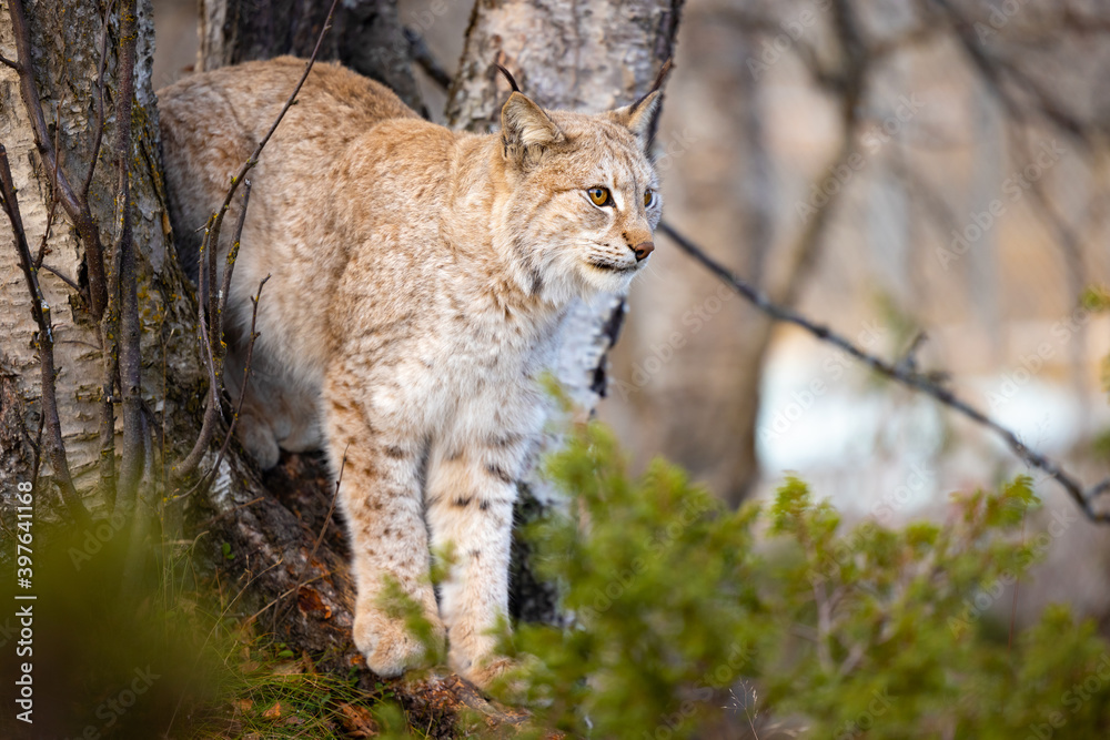 Obraz premium Eurasian lynx standing between trees in the forest