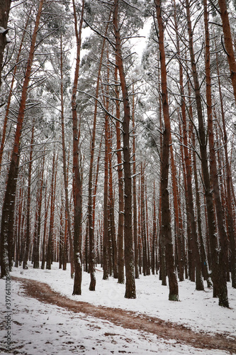 Coniferous snow-covered forest. Path. Winter.