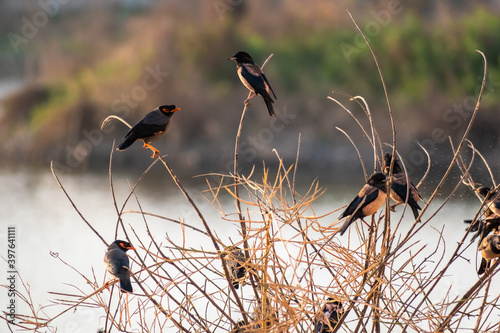 A group of rosy starlings perched on reeds photo