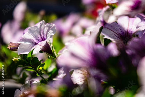 Losanna, Svizzera, fiori dell'arredo urbano photo