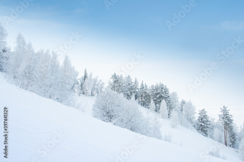 Winter forest on slope in frosty haze. Branches are covered with snow and frost under soft sky.