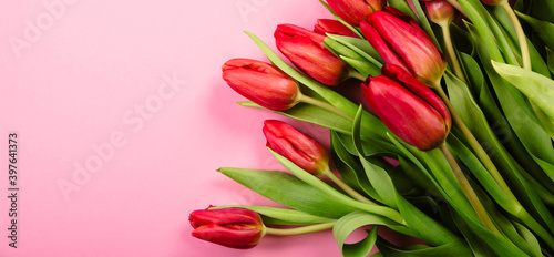 Fototapeta Naklejka Na Ścianę i Meble -  Rich bouquet of red tulips on pink background. Beautiful festive business card or certificate for congratulation text with copy space. Hello spring. Happy Valentine Day February 14. Woman day March 8