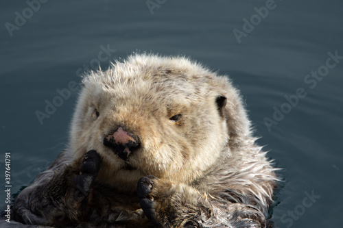 brown bear cub © GSheckells