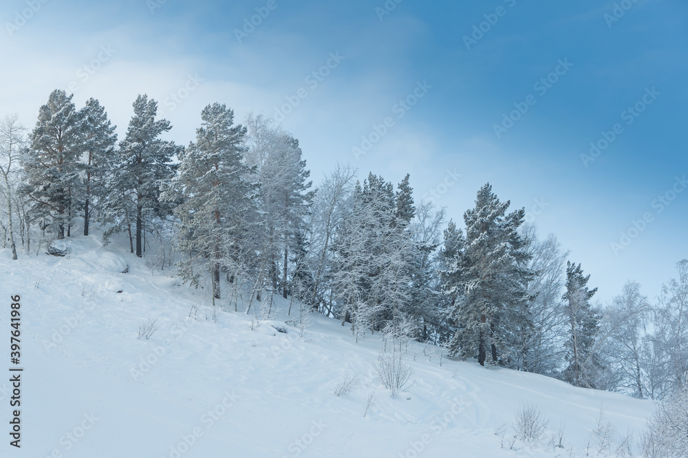 Winter forest on slope in frosty haze. Branches are covered with snow and frost under soft sky.