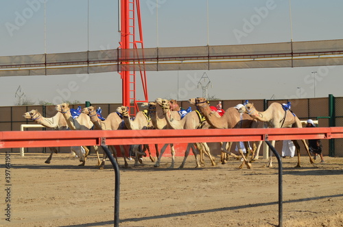 Fotografie Professional camel racing in Dubai, robot jockeys desert track United Arab Emira