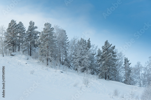 Winter forest on slope in frosty haze. Branches are covered with snow and frost under soft sky. © Koirill