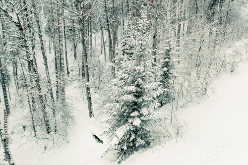 Siberian winter forest with pine trees on slope and frozen tree branches