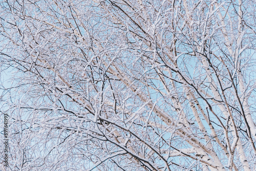 Bare branches of trees without leaves. Snow and frost on bushes in winter forest