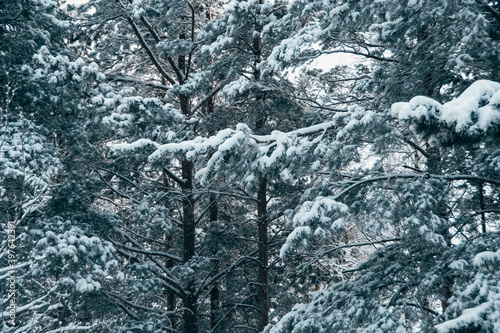 Dense snow forest on cloudy day. Branches of pine trees in cold frost. Cold winter in taiga.