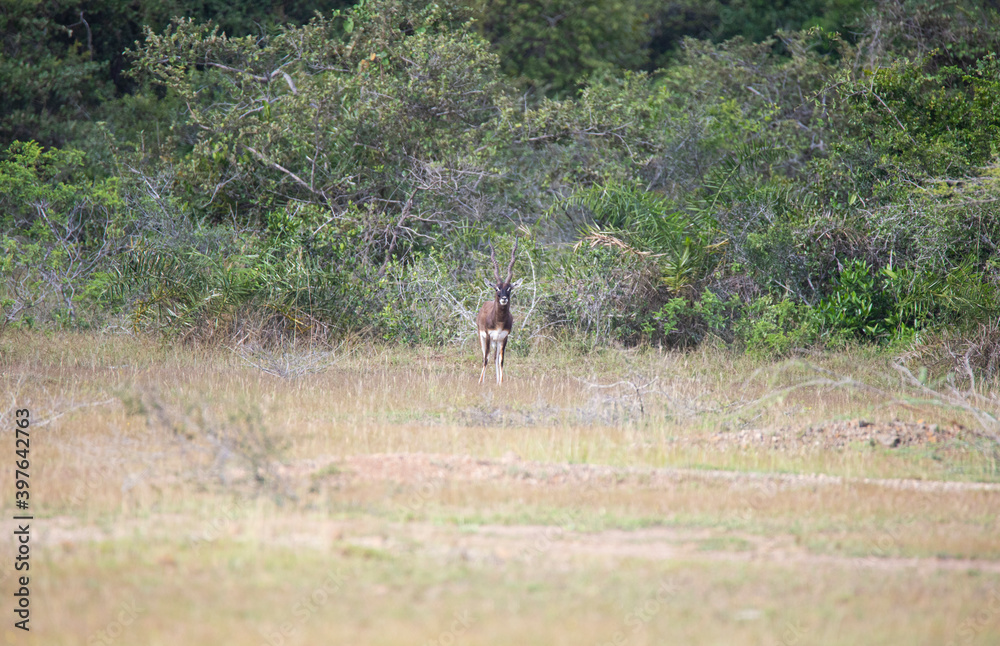 Blackbuck - deer spotted standing in a forest Blackbuck - deer spotted standing in a forest