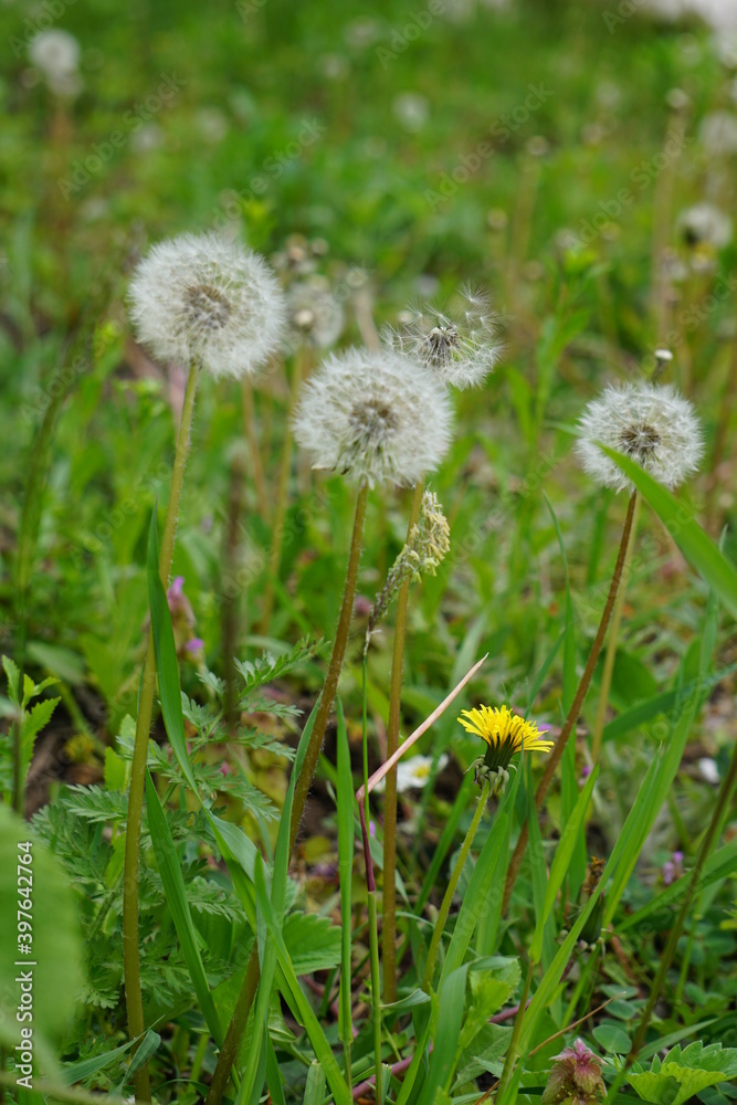 dandelions in the grass