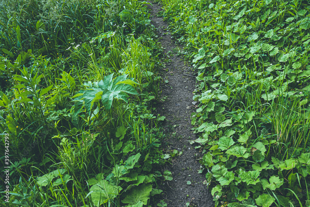 Forest dirt trail in green grass. Hiking in wild Forest dirt trail in green grass. Hiking in wild