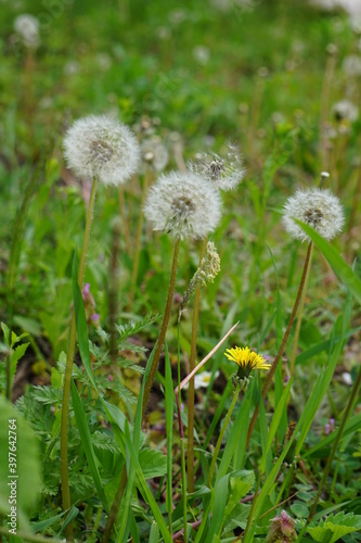 dandelions in the grass