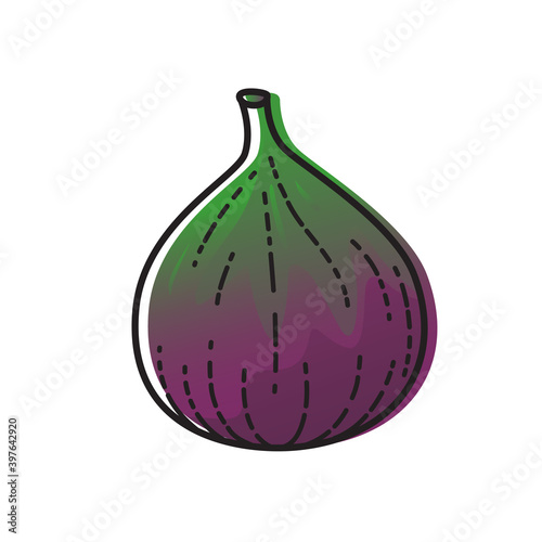 Fig isolated on white background. Vector illustration of fruit.