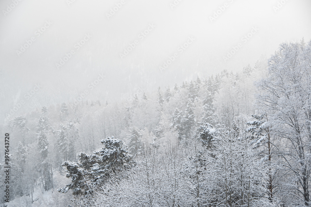 Snow forest in gentle haze of frosty morning Snow forest in gentle haze of frosty morning
