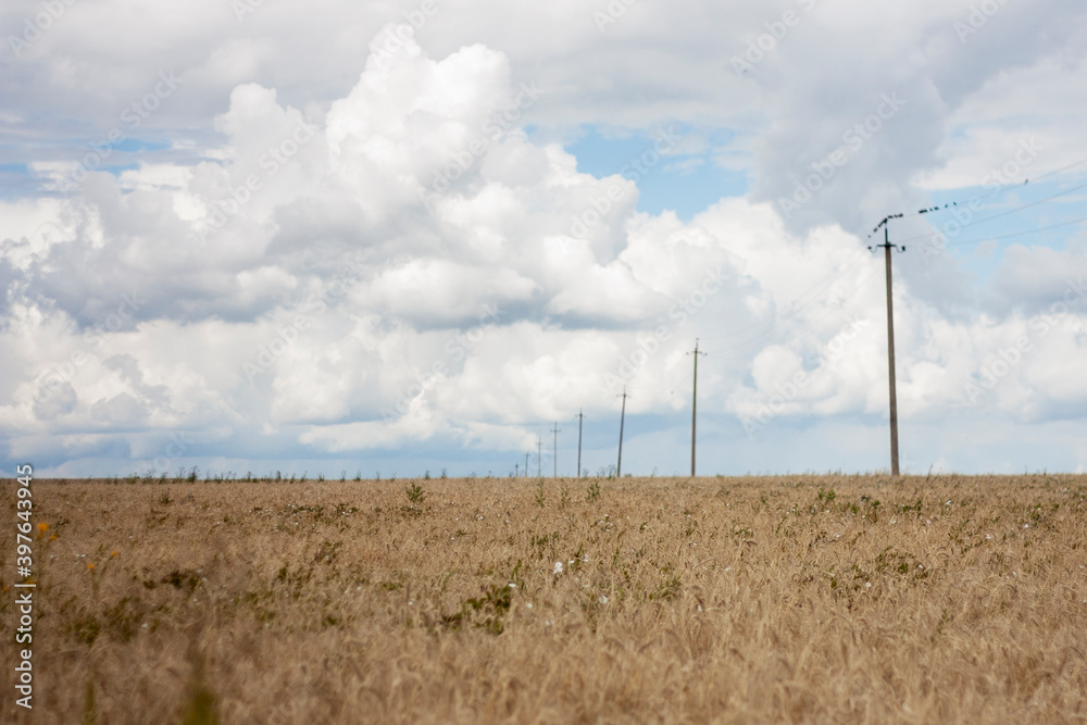 Electric poles stand at the edge of the field against the backdrop of huge white clouds in the blue sky. Cloudy sky over a wheat field on a summer day.