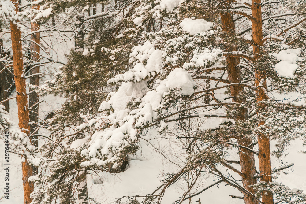 Yellow trunks of tall pines in winter forest. Branches of trees are covered with fresh snow. Yellow trunks of tall pines in winter forest. Branches of trees are covered with fresh snow.