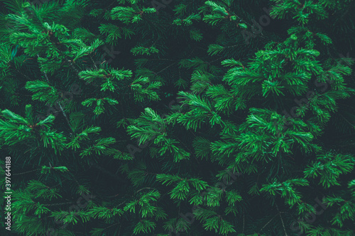 Green branches of spruce in summer forest