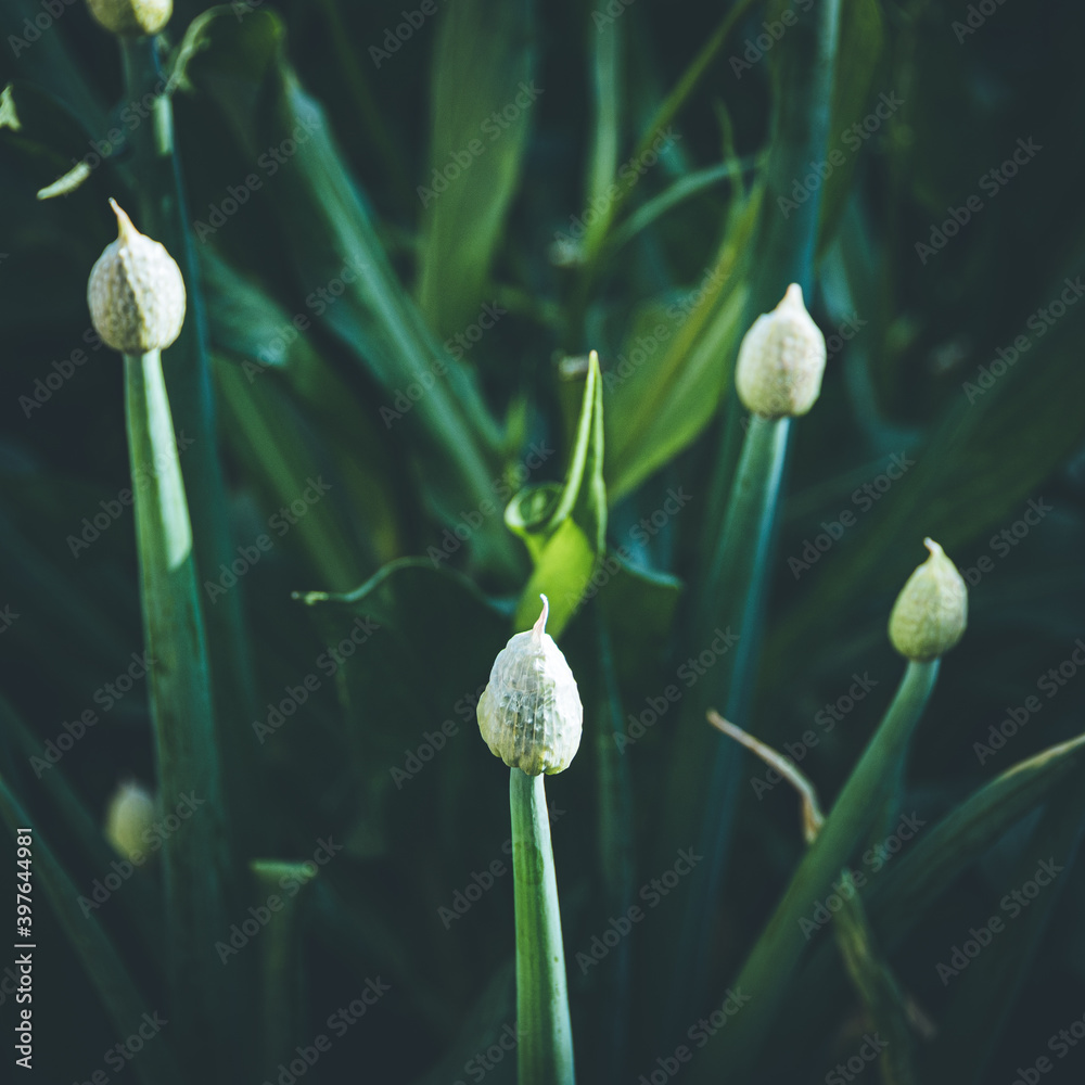 Green onion feathers in summer garden Green onion feathers in summer garden