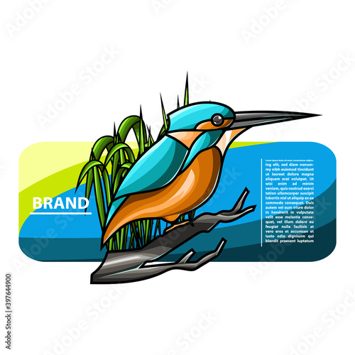 king fisher bir vector illustration