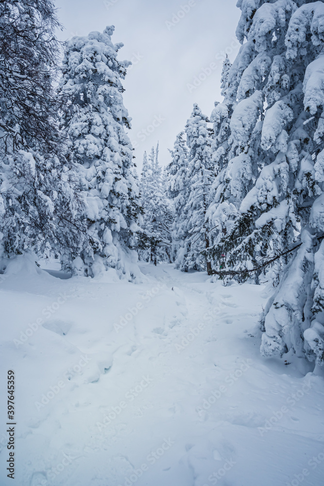 Fototapeta premium Narrow snow path in winter pine forest