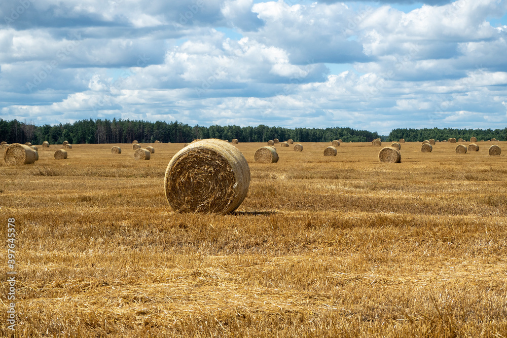 Haystacks on the field, close-up view. Bright yellow and golden Haystacks on agricultural field in sunny summer day.