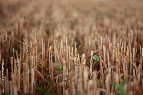Stubble in the field after harvest. Cut stalks of cereals in the field in summer. Slender rows of grain crops on a summer day in the field. Close-up, side view