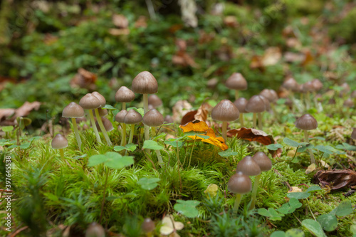 small mushrooms grown up inside a forest in Dolomites (Italy)