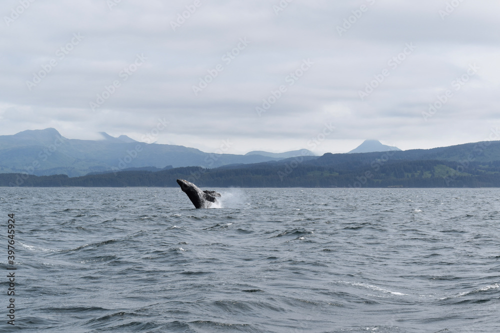 Fototapeta premium humpback whale tail