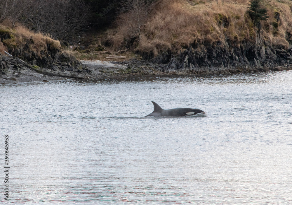 Fototapeta premium dolphin in the water