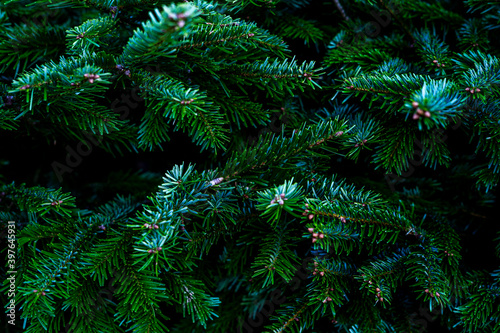 Blue fir tree branch. Winter mood  dark background. Close-up