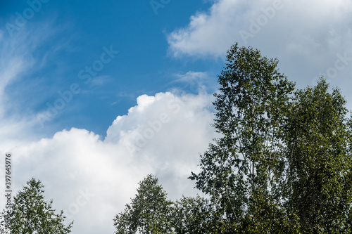 Blue cloudy sky over summer birch forest