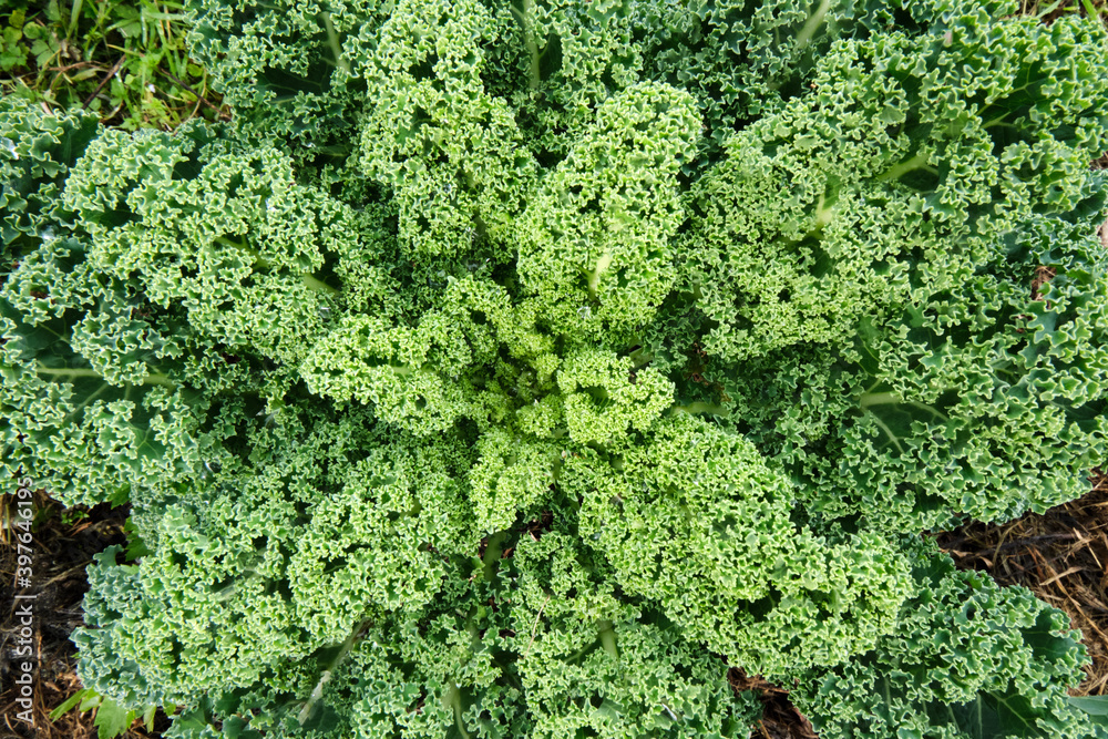 kale leaves 