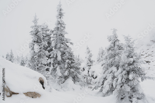 Forest with snow-covered trees. Snow drifts on the branches after a snowfall.
