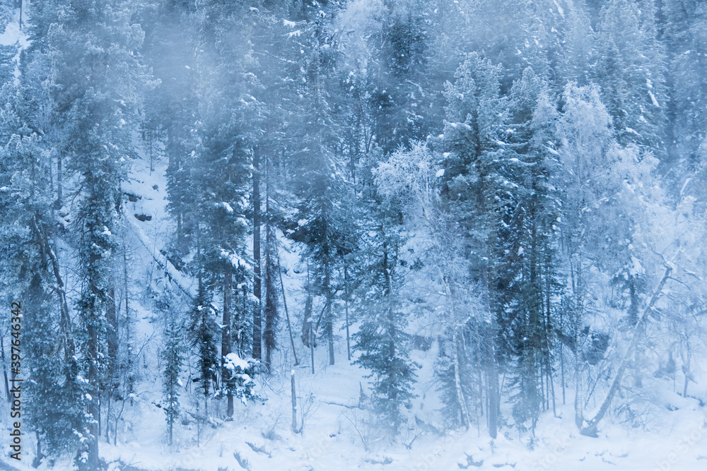 Fototapeta premium Snow trees on hillside. Fairy forest with frost on branches of pine trees. Winter dark and misty forest on the hillside