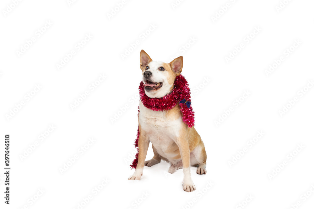 Dog sit and smile with red scarf
