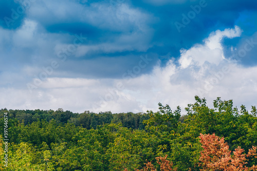 Blue cloudy sky over summer birch forest