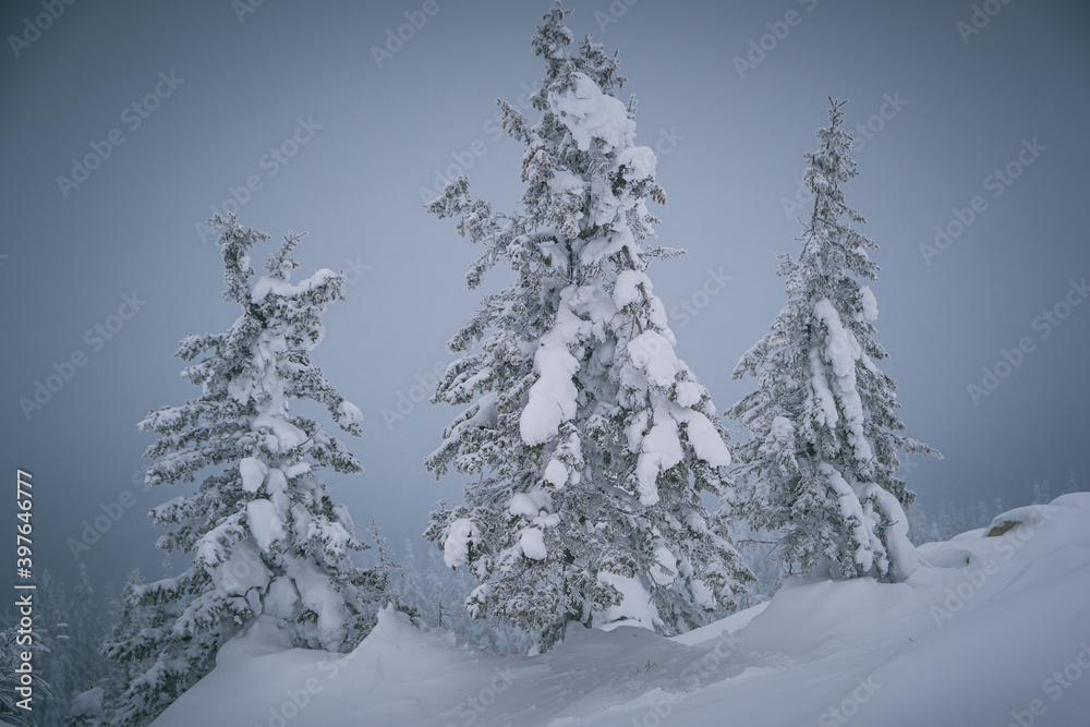 Fototapeta premium Forest with snow-covered trees. Snow drifts on the branches after a snowfall.