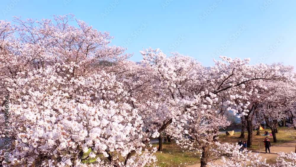 A park where cherry blossoms are gathered. A close-up shot of flowers. A park where cherry blossoms are gathered. A close-up shot of flowers.