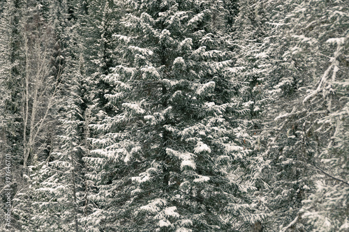 Branches of coniferous trees under dense layer of fresh snow, beginning of winter in forest