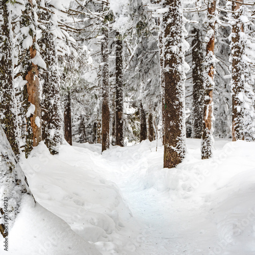 Narrow snow path in winter pine forest