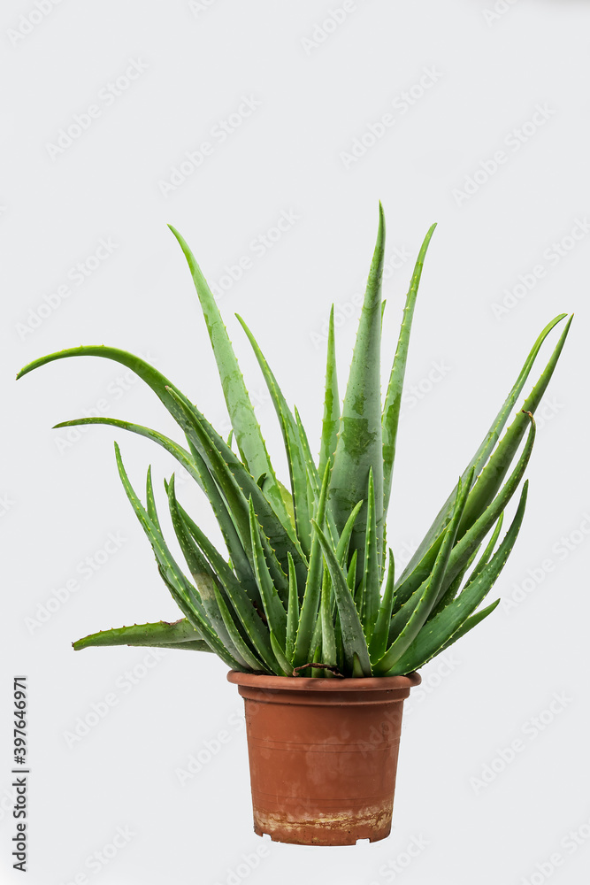 Aloe Aloe