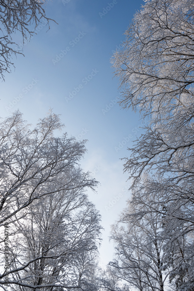 Branches in frost against blue sky. Snow forest in white velvet. Bottom up view in sunny cold weather. Branches in frost against blue sky. Snow forest in white velvet. Bottom up view in sunny cold weather.