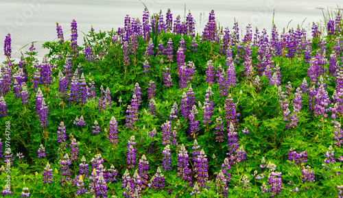 field of lavender