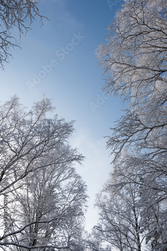 Branches in frost against blue sky. Snow forest in white velvet. Bottom up view in sunny cold weather.