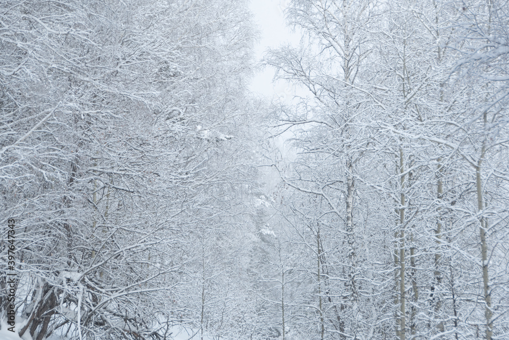 Cold weather in winter forest. Branches of trees are covered with snow and frost. Cold weather in winter forest. Branches of trees are covered with snow and frost.