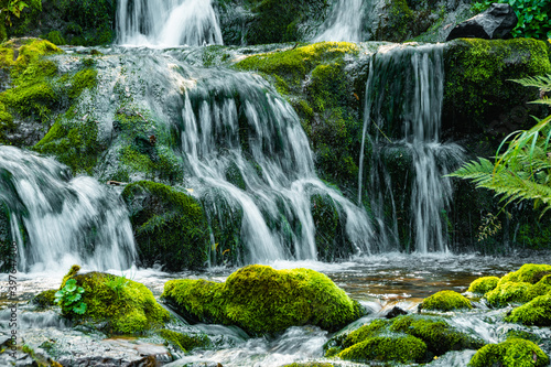 Forest stream in rainforest. Waterfall among mossy rocks and greenery. Mountain river on summer day. Nature landscape with  cascades of mountain creek among lush thickets in forest.