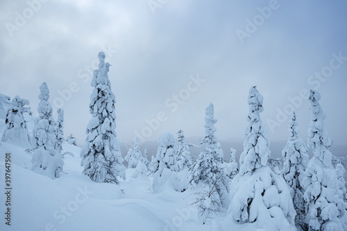 Firs frost on mountain slope covered with snow. Hoarfrost in winter forest