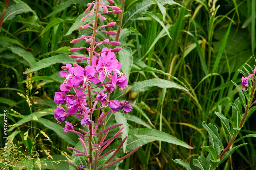 flowers in the garden flowers in the garden