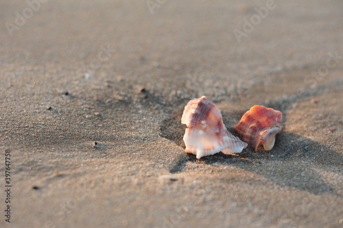 two sea shell lying on the sand on a beach